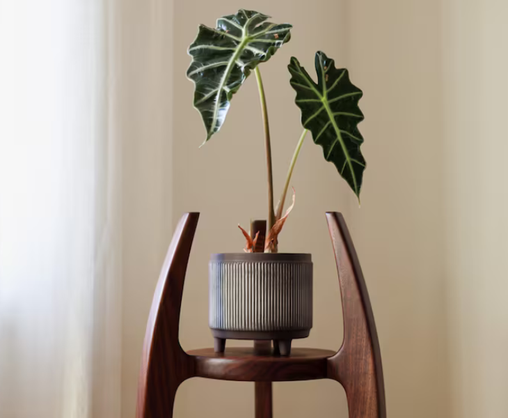 teak plant stand indoor Teak Wood Plant Stand for Living Room & Corners